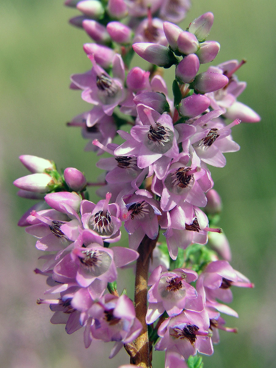 Vřes obecný (Calluna vulgaris (L.) Hull)