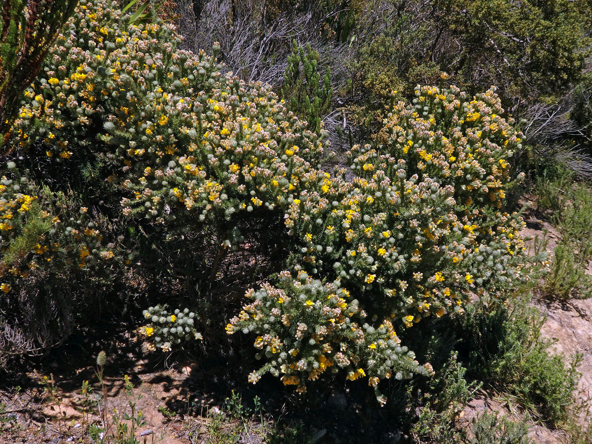 Aspalathus chenopoda L.