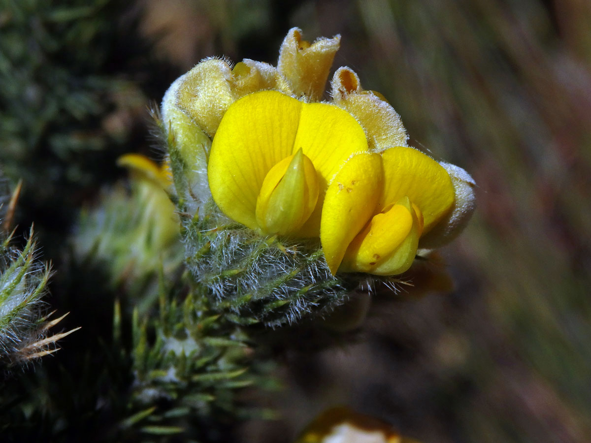 Aspalathus chenopoda L.