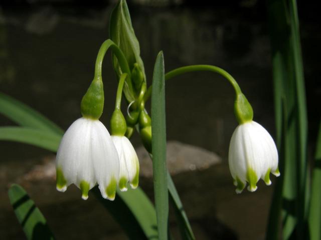 Bledule letní (Leucojum aestivum L.)