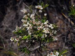 Diosma hirsuta L.