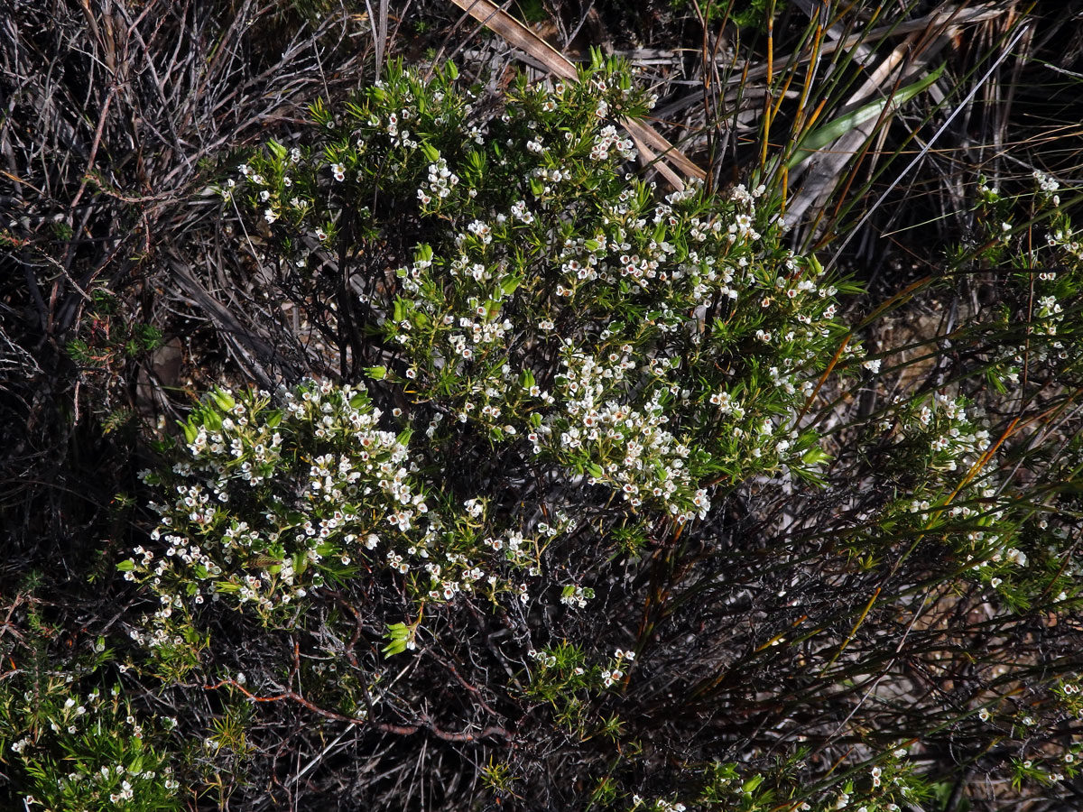 Diosma hirsuta L.