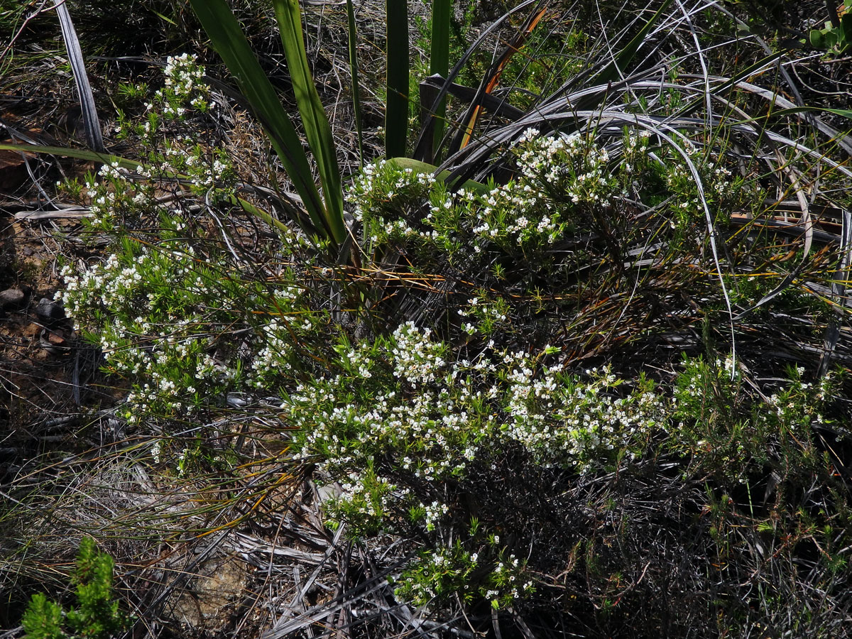 Diosma hirsuta L.