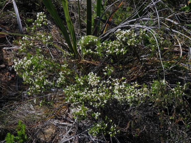 Diosma hirsuta L.