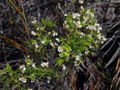 Diosma hirsuta L.