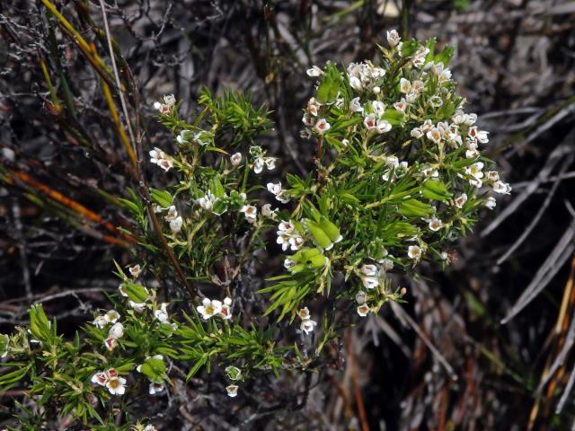 Diosma hirsuta L.