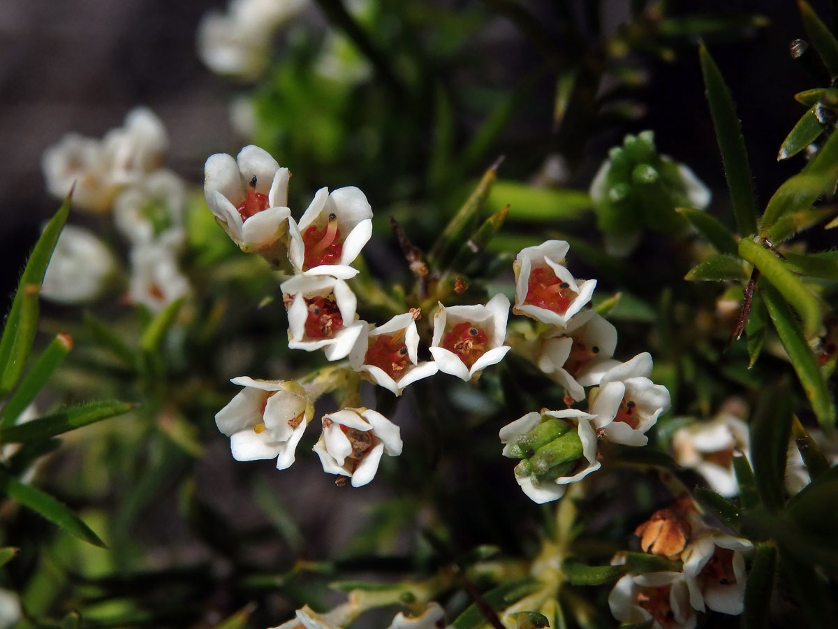 Diosma hirsuta L.