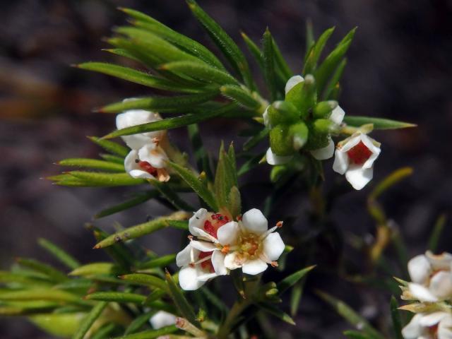 Diosma hirsuta L.