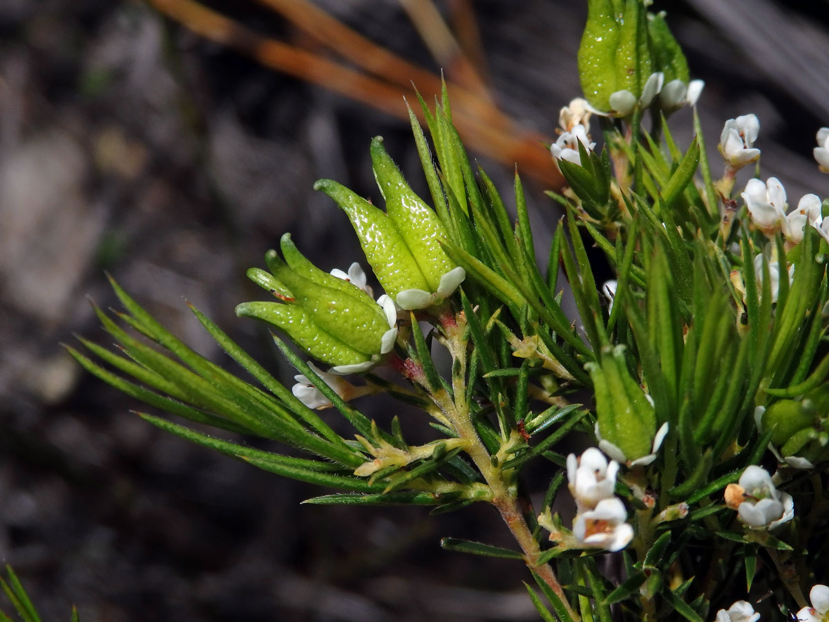 Diosma hirsuta L.