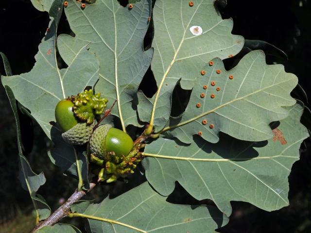 Hálky žlabatky kalichové (Andricus quercuscalicis)