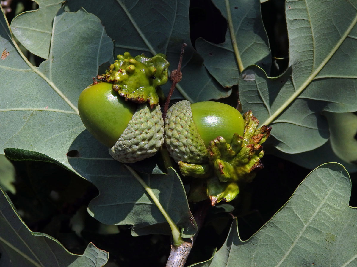 Hálky žlabatky kalichové (Andricus quercuscalicis)