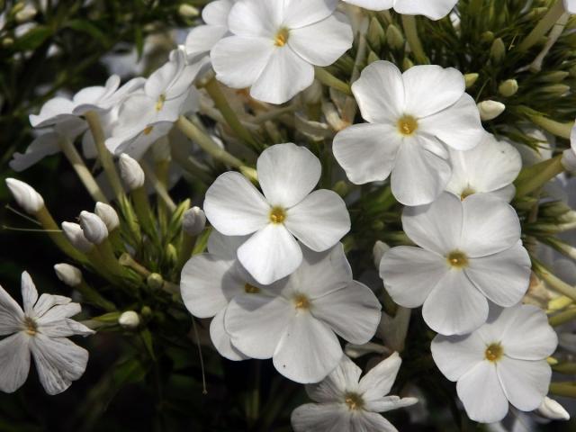 Plamenka latnatá (Phlox paniculata L.) s čtyřčetným květem (20)