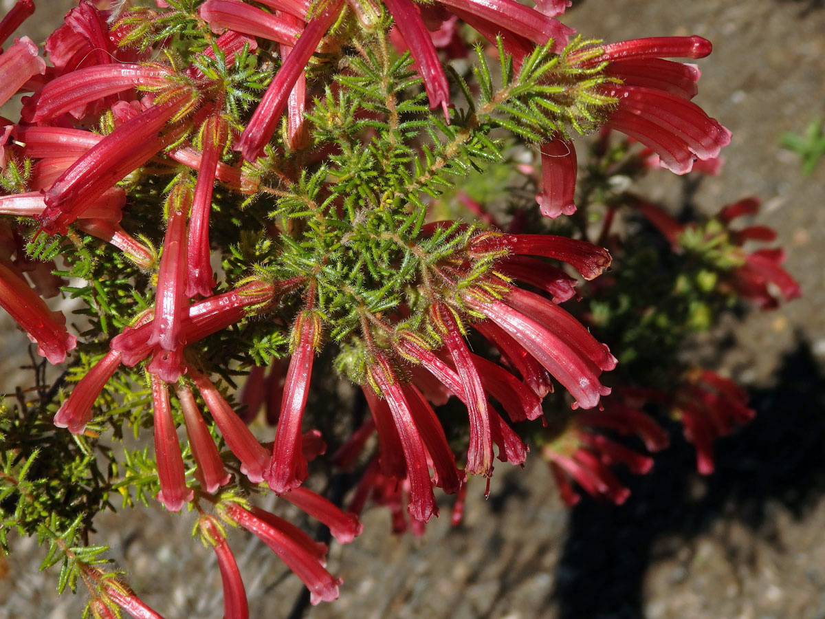 Vřesovec (Erica glandulosa Thunb.)