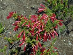 Vřesovec (Erica glandulosa Thunb.)
