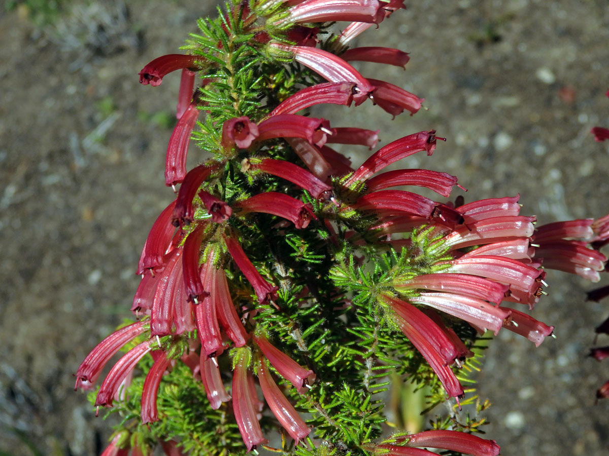 Vřesovec (Erica glandulosa Thunb.)