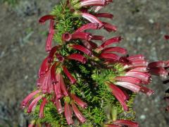 Vřesovec (Erica glandulosa Thunb.)