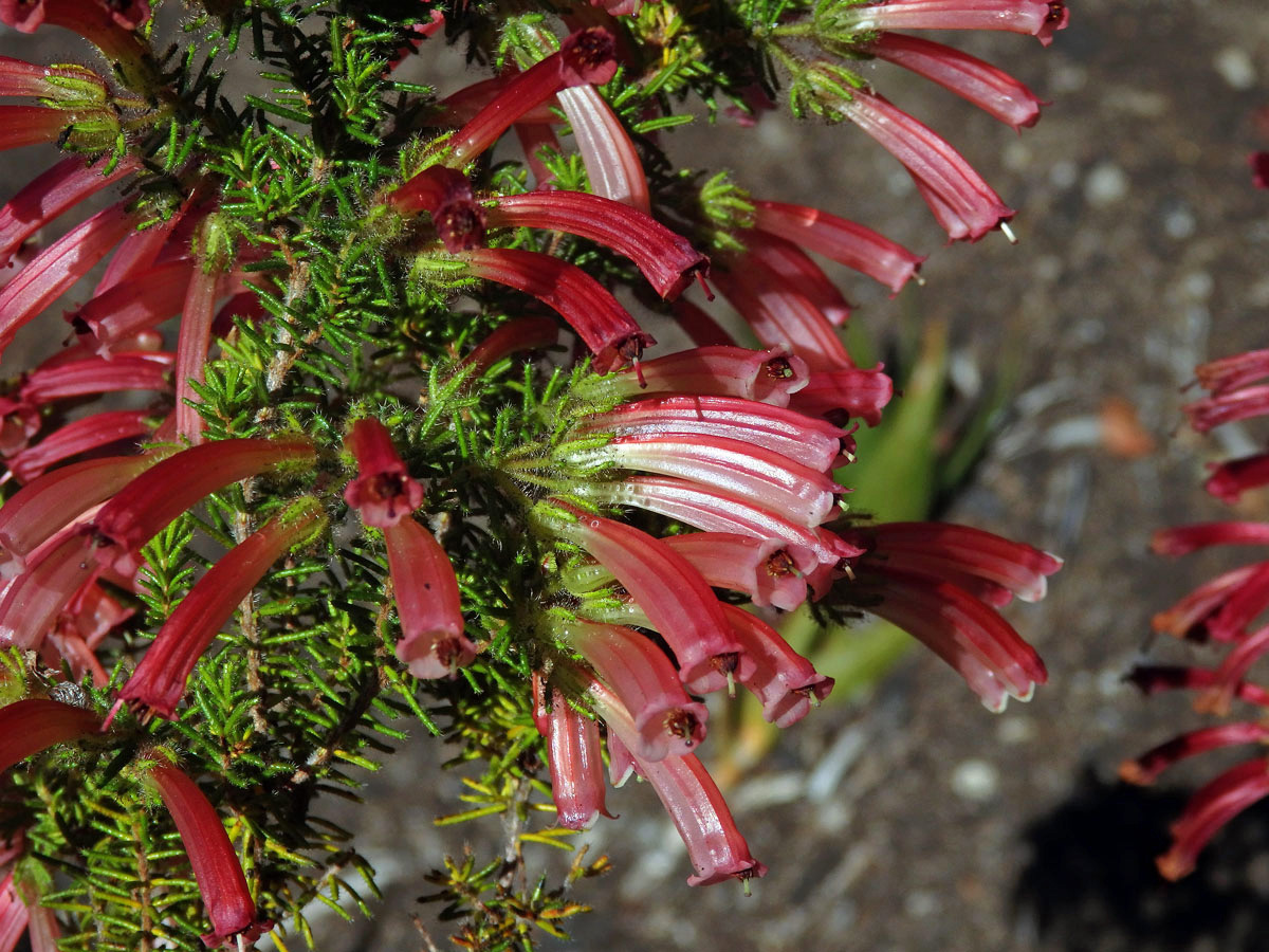 Vřesovec (Erica glandulosa Thunb.)