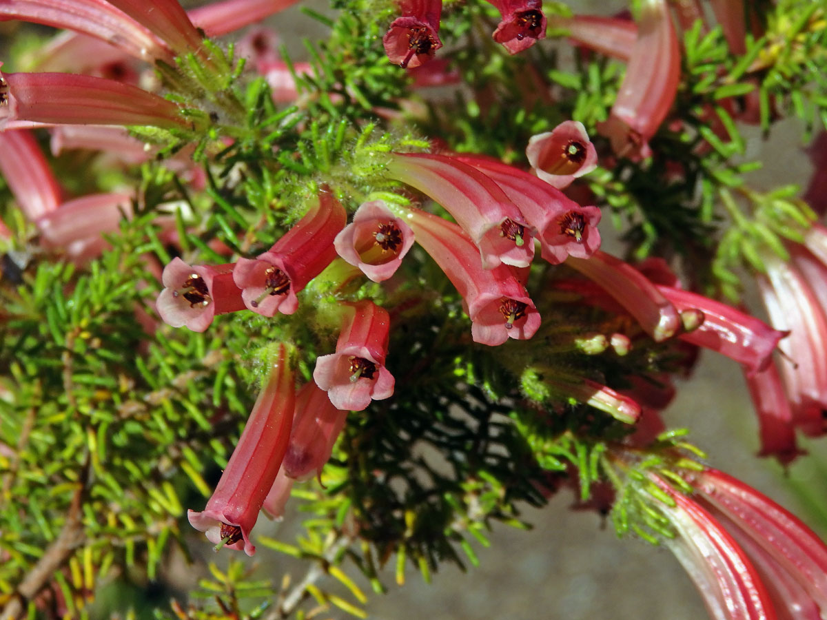 Vřesovec (Erica glandulosa Thunb.)