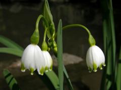 Bledule letní (Leucojum aestivum L.)