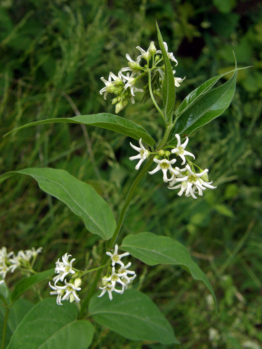 Tolita lékařská (Vincetoxicum hirundinaria Med.)