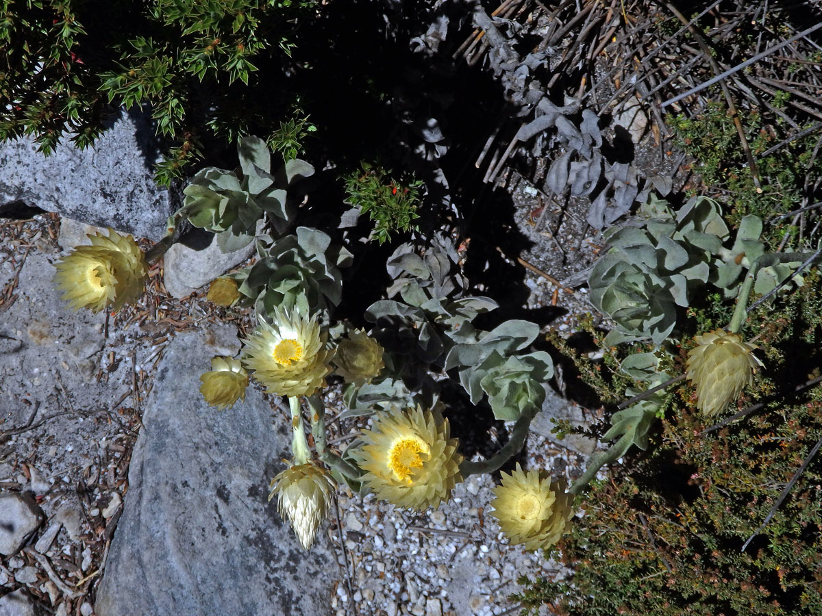 Syncarpha speciosissima (L.) B. Nord.