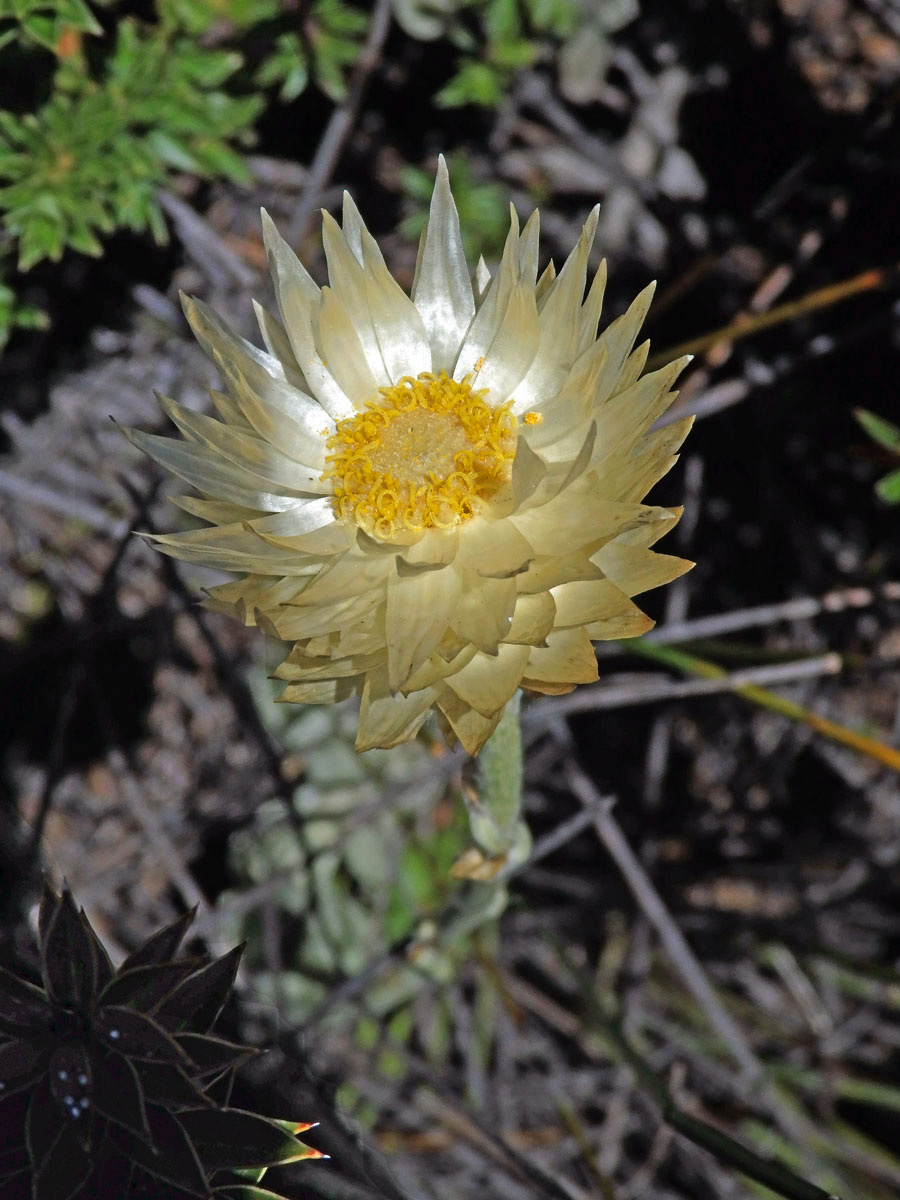 Syncarpha speciosissima (L.) B. Nord.