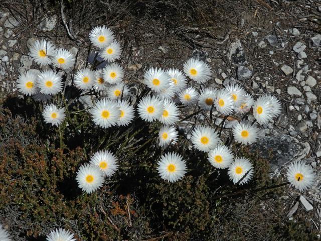 Syncarpha canescens (L.) B. Nord.