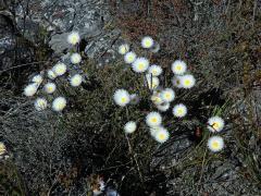 Syncarpha canescens (L.) B. Nord.