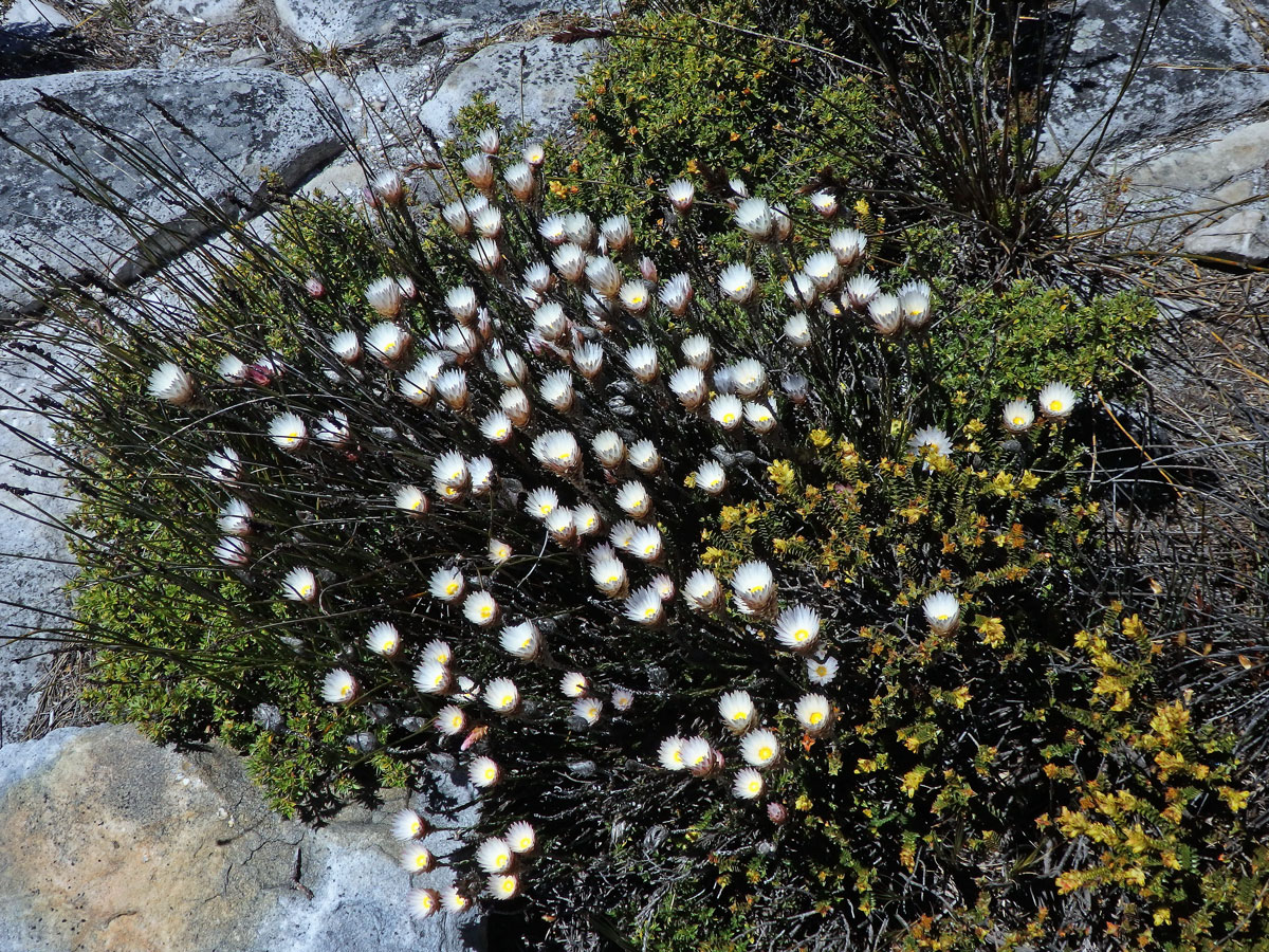 Syncarpha canescens (L.) B. Nord.