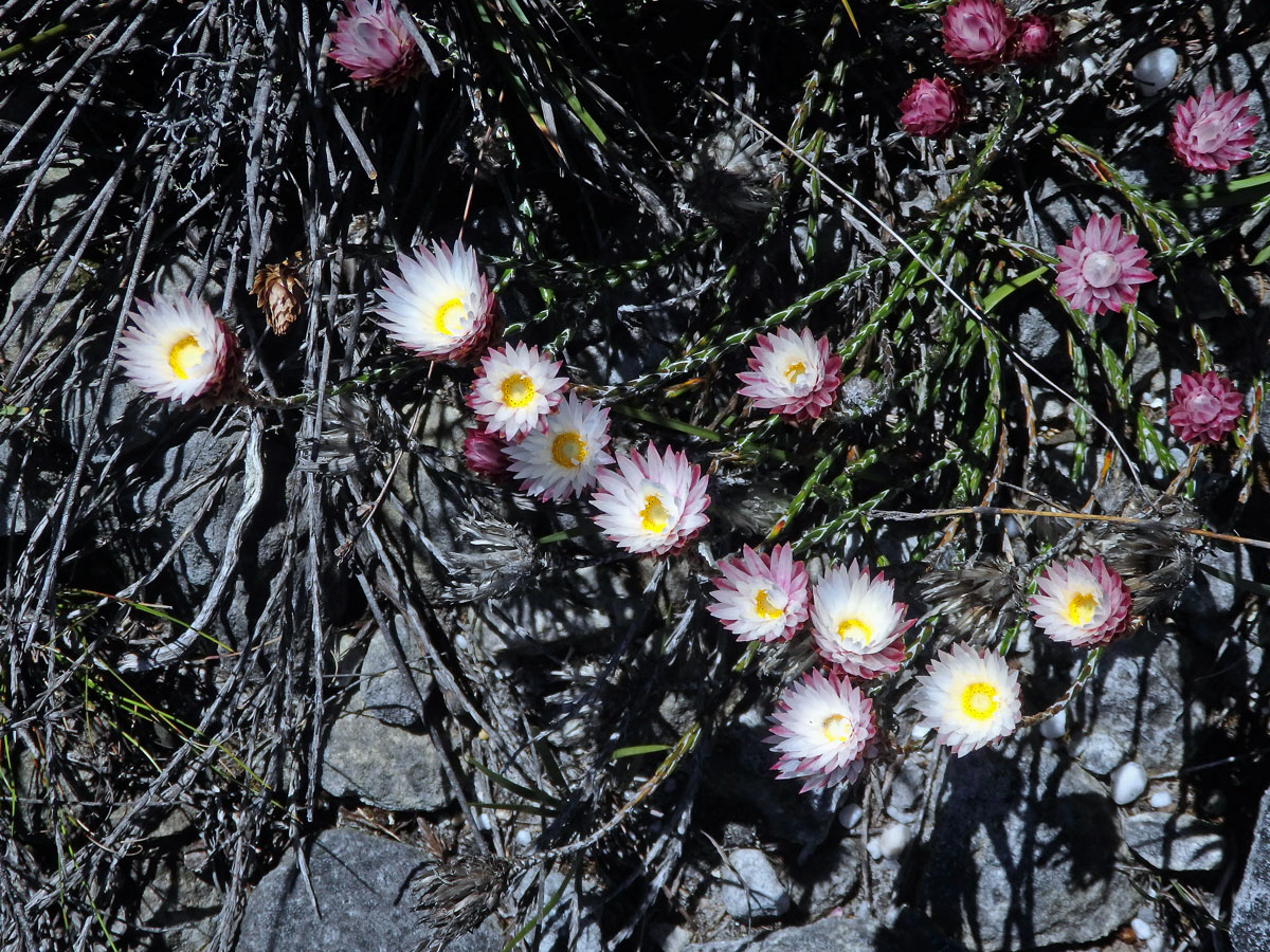 Syncarpha canescens (L.) B. Nord.