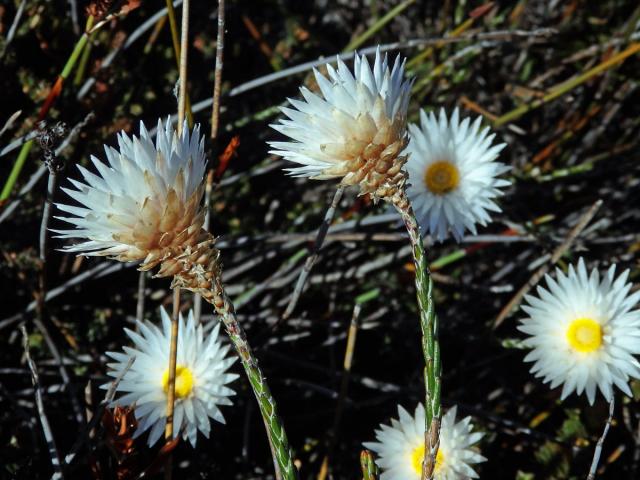 Syncarpha canescens (L.) B. Nord.