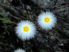 Syncarpha canescens (L.) B. Nord.