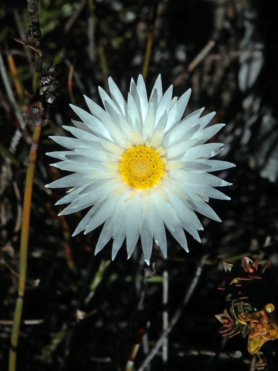 Syncarpha canescens (L.) B. Nord.