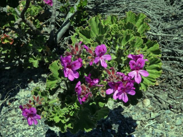 Pelargónie (Pelargonium cucullatum (L. ) L'Her.)