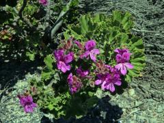 Pelargónie (Pelargonium cucullatum (L. ) L'Her.)  