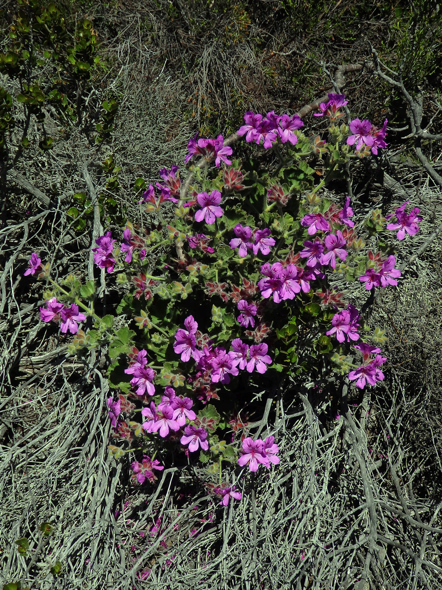 Pelargónie (Pelargonium cucullatum (L. ) L'Her.)