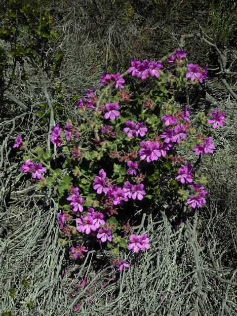 Pelargónie (Pelargonium cucullatum (L. ) L'Her.)