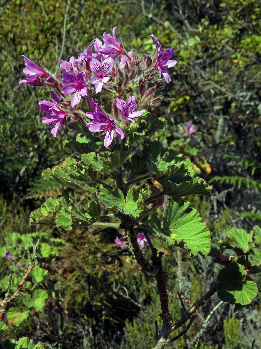 Pelargónie (Pelargonium cucullatum (L. ) L'Her.)