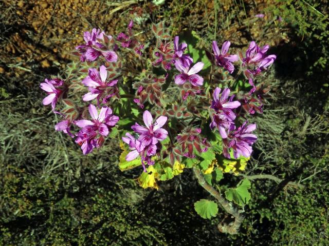 Pelargónie (Pelargonium cucullatum (L. ) L'Her.)