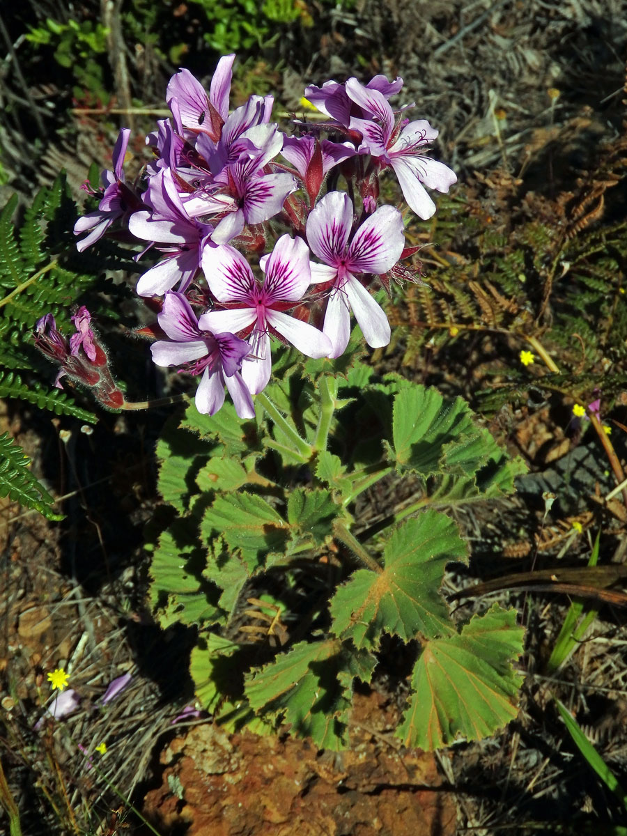 Pelargónie (Pelargonium cucullatum (L. ) L'Her.)