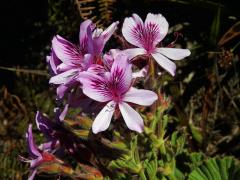 Pelargónie (Pelargonium cucullatum (L. ) L'Her.)