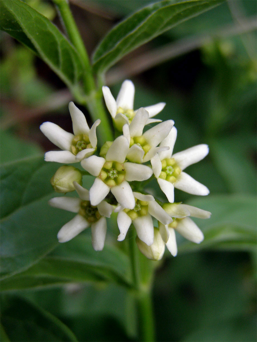 Tolita lékařská (Vincetoxicum hirundinaria Med.)