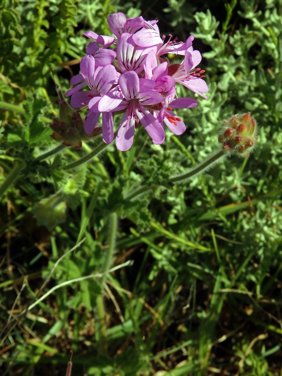 Pelargónie (Pelargonium capitatum (L.) L'Hér. ex Ait.)