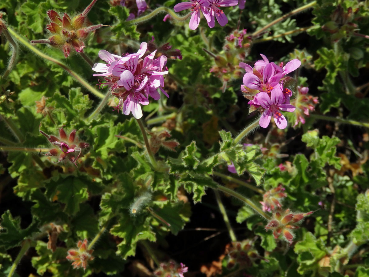 Pelargónie (Pelargonium capitatum (L.) L'Hér. ex Ait.)