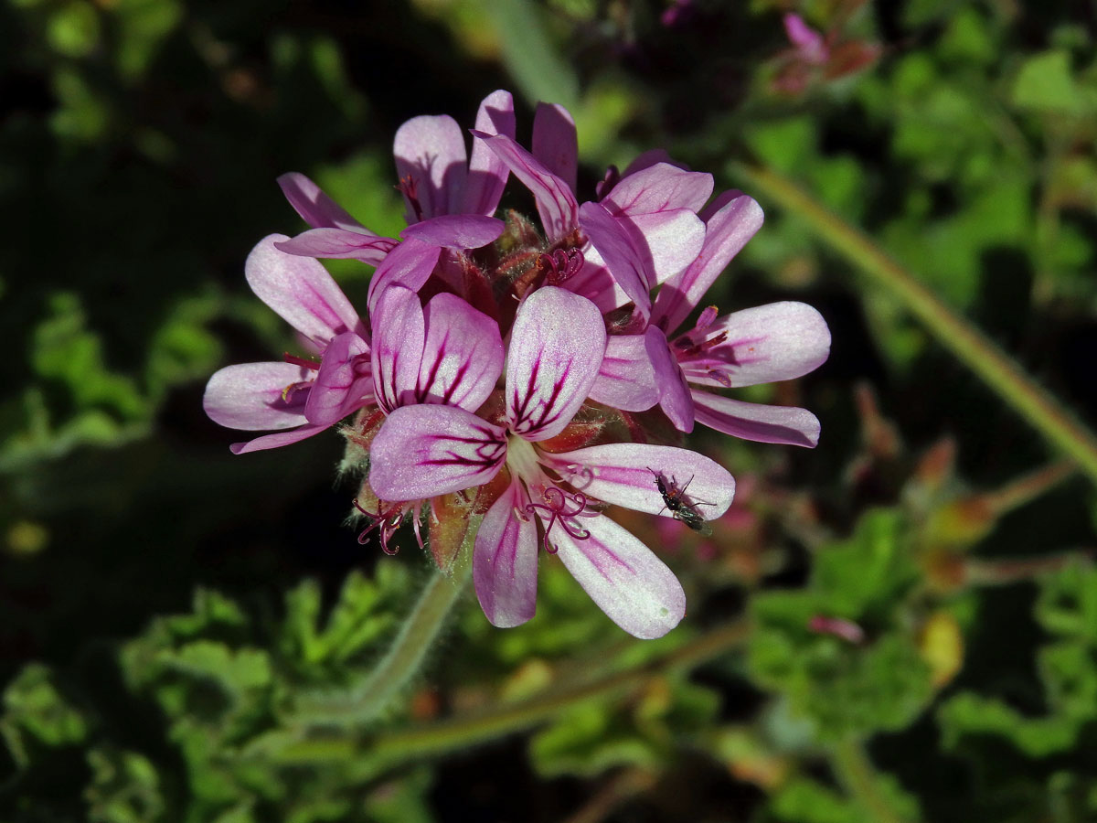 Pelargónie (Pelargonium capitatum (L.) L'Hér. ex Ait.)