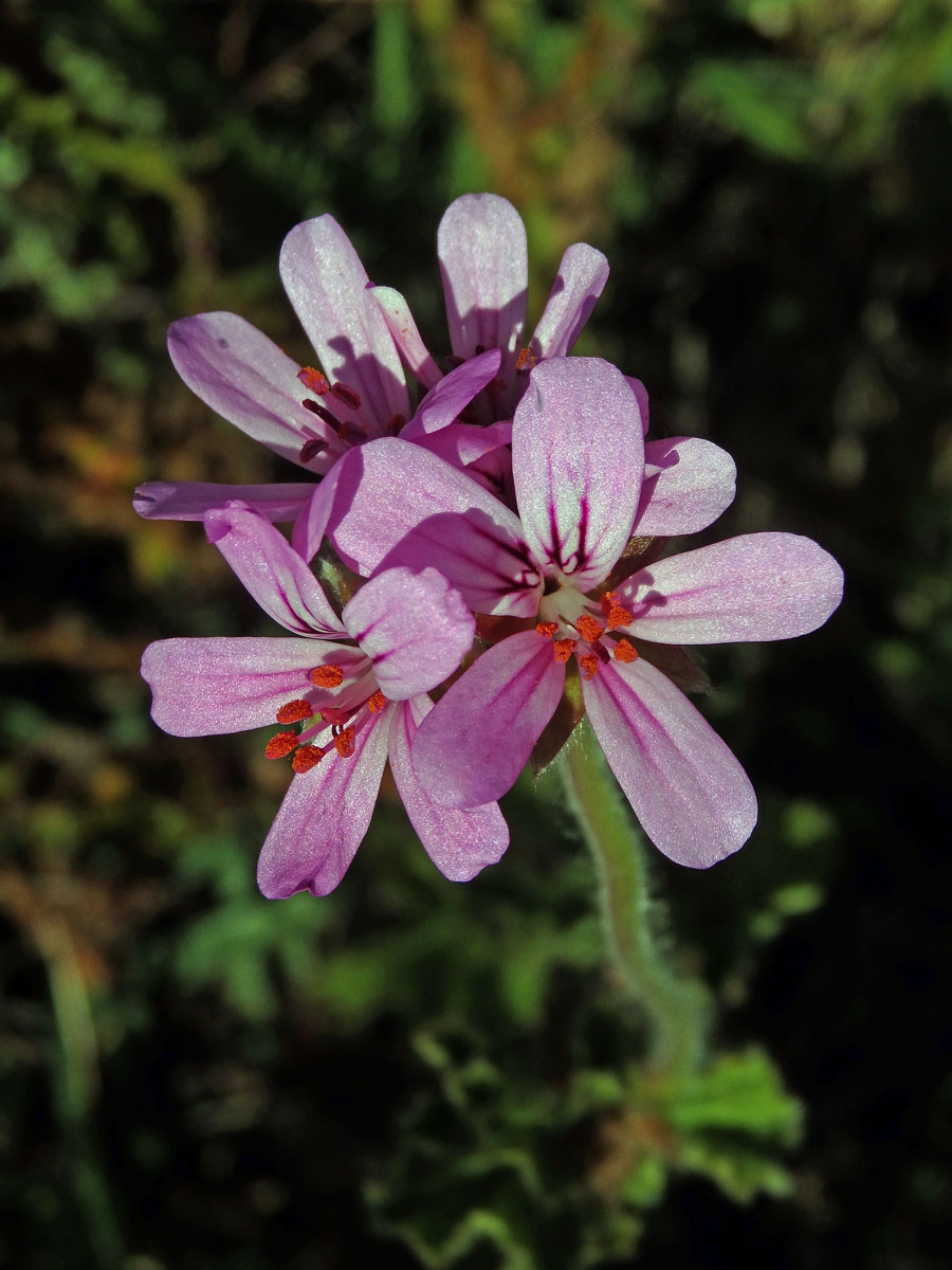 Pelargónie (Pelargonium capitatum (L.) L'Hér. ex Ait.)