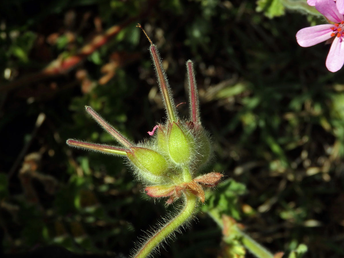 Pelargónie (Pelargonium capitatum (L.) L'Hér. ex Ait.)