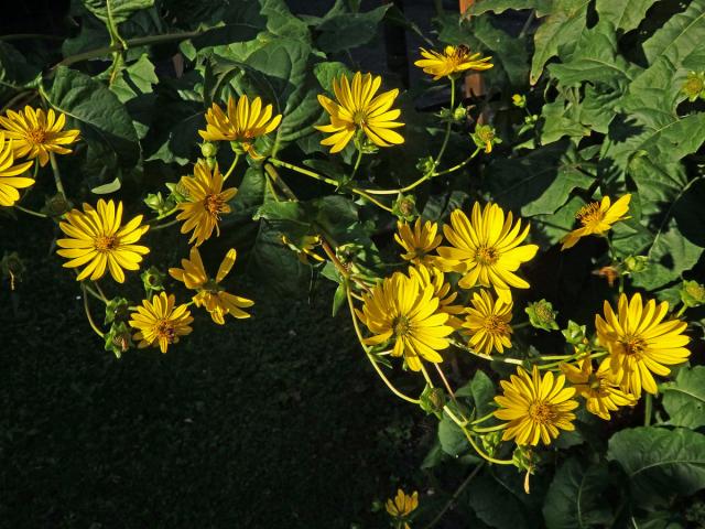 Mužák prorostlý (Silphium perfoliatum L.)