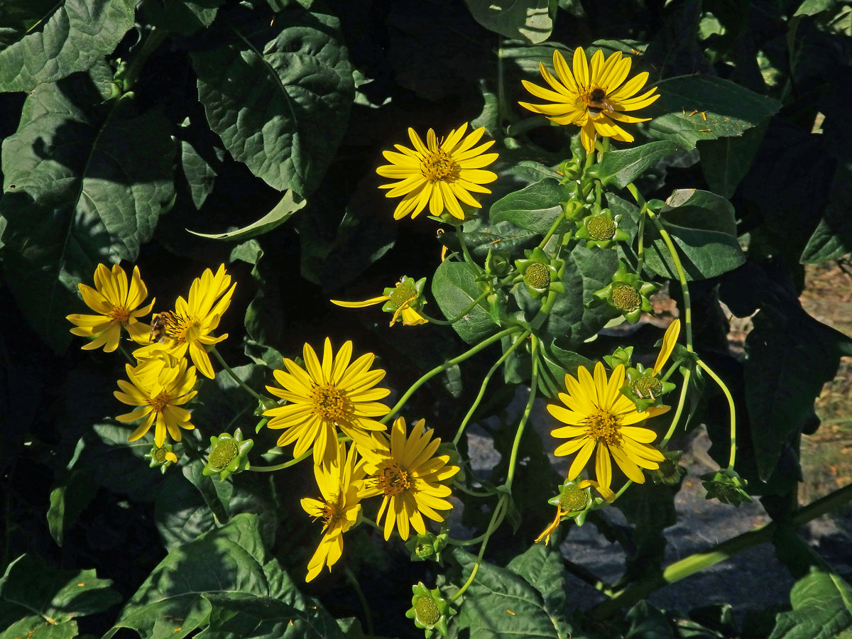 Mužák prorostlý (Silphium perfoliatum L.)