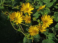 Mužák prorostlý (Silphium perfoliatum L.)